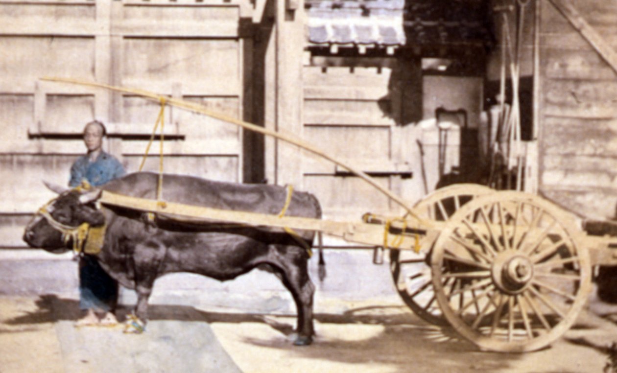Kínai férfi szekérrel és ökörrel, 1890 (kézzel színezett fotó) alkotó: John Thomson