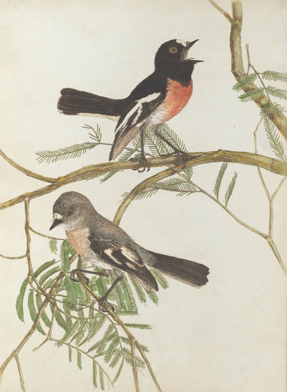 Vörös mellbimbó. Lewin, John. Új -Dél -Wales madarai természeti történelmükkel. Sydney- G. Howe ... alkotó: John William Lewin