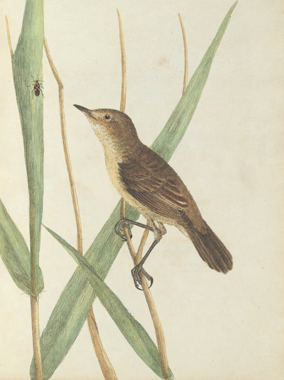 Reed warbler. Lewin, John. Új -Dél -Wales madarai természeti történelmükkel. Sydney- G. Howe, 1813 alkotó: John William Lewin