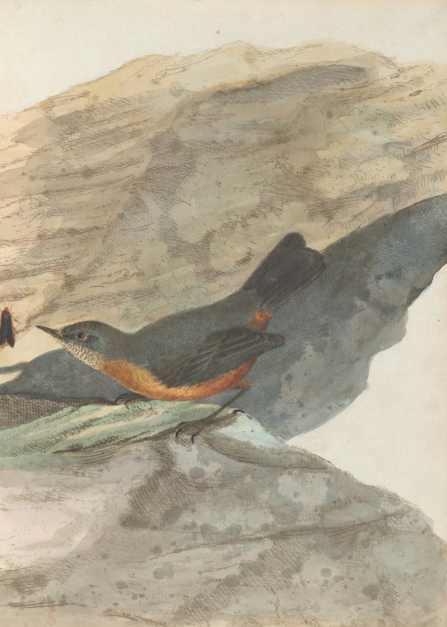 Rockfarkas. Lewin, John. Új -Dél -Wales madarai természeti történelmükkel. Sydney- G. Howe, 1813 alkotó: John William Lewin