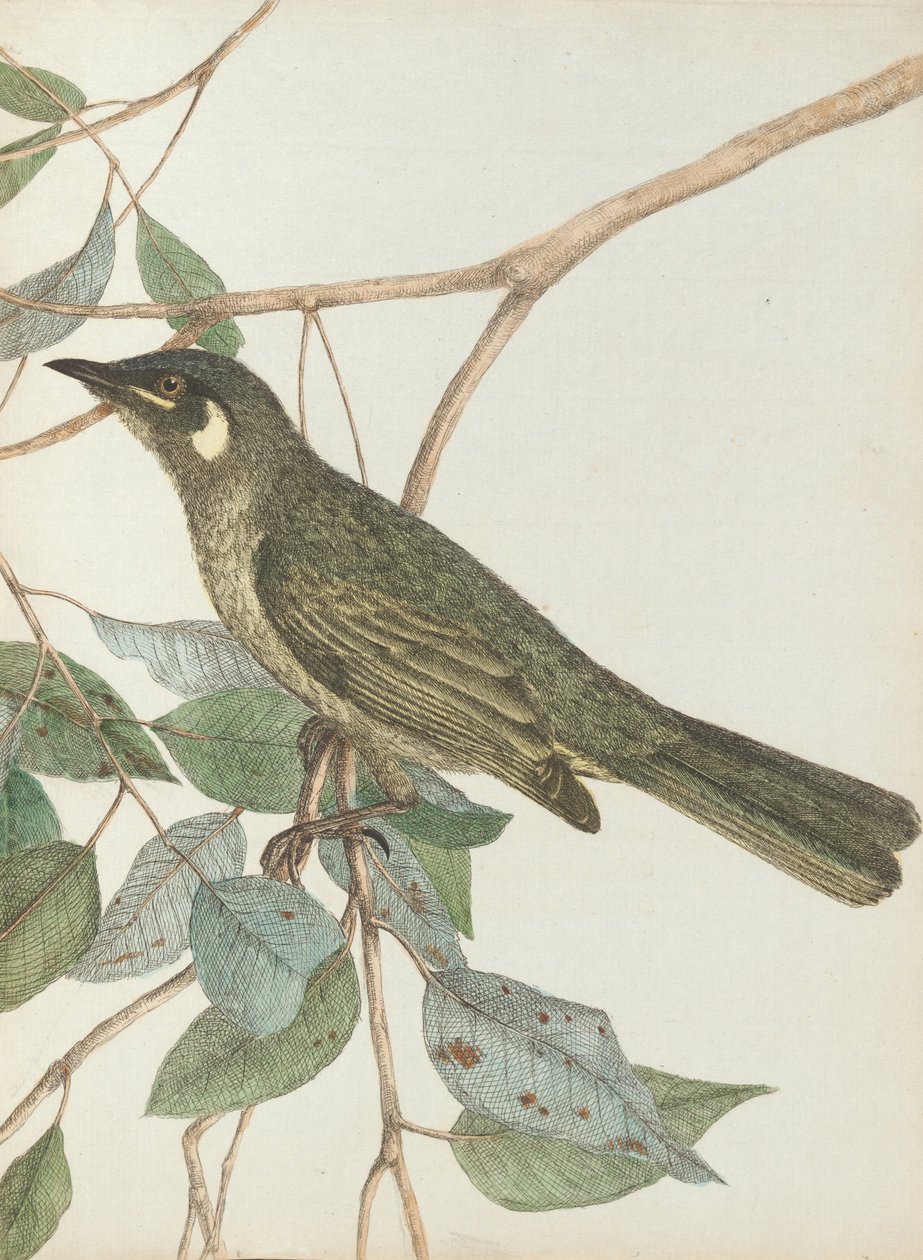 Sárga fülű mézeskalács. Lewin, John. Új -Dél -Wales madarai természeti történelmükkel. Sydney- G. ... alkotó: John William Lewin