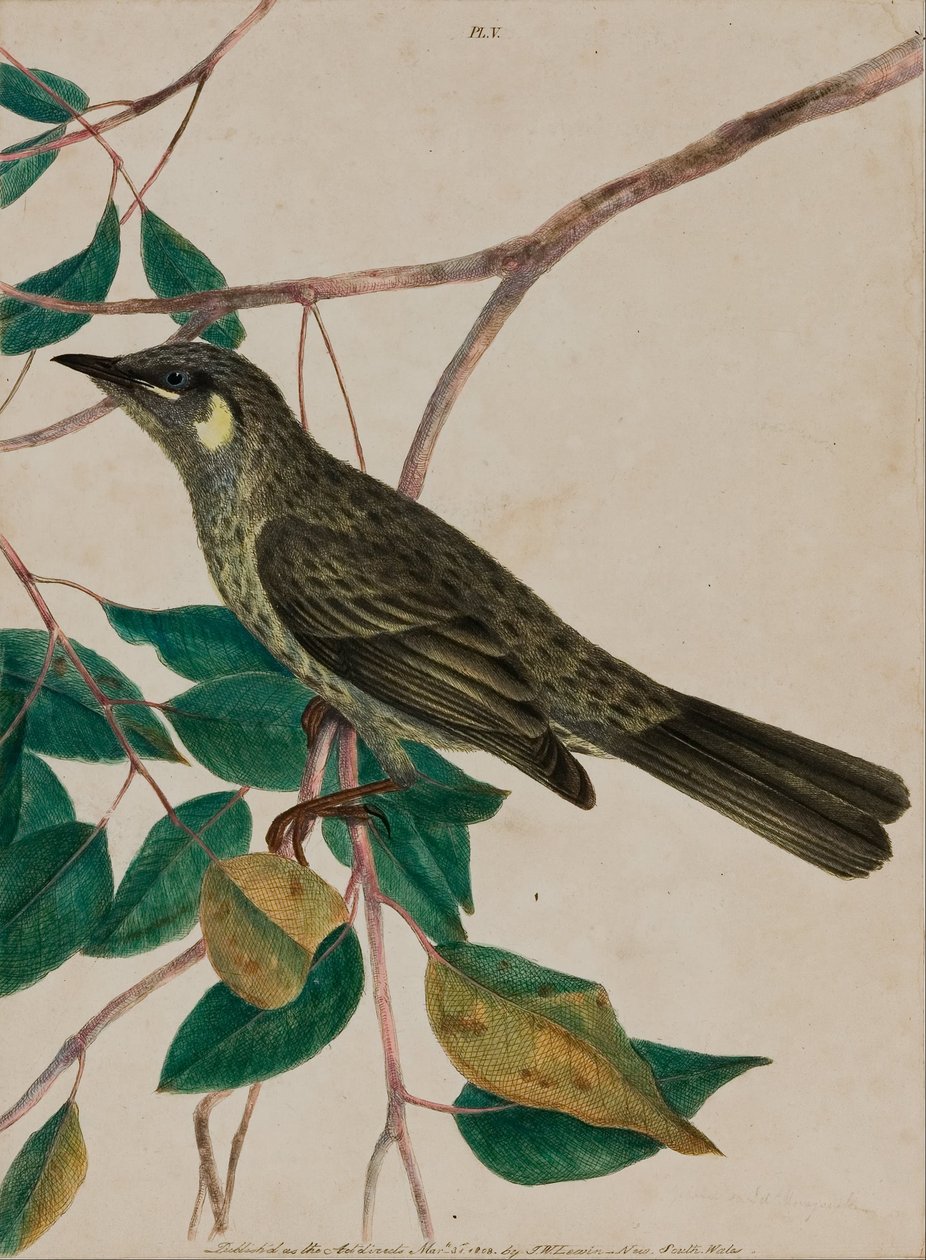Sárgafülű mézesmadzag (Meliphaga chrysotis) alkotó: John William Lewin