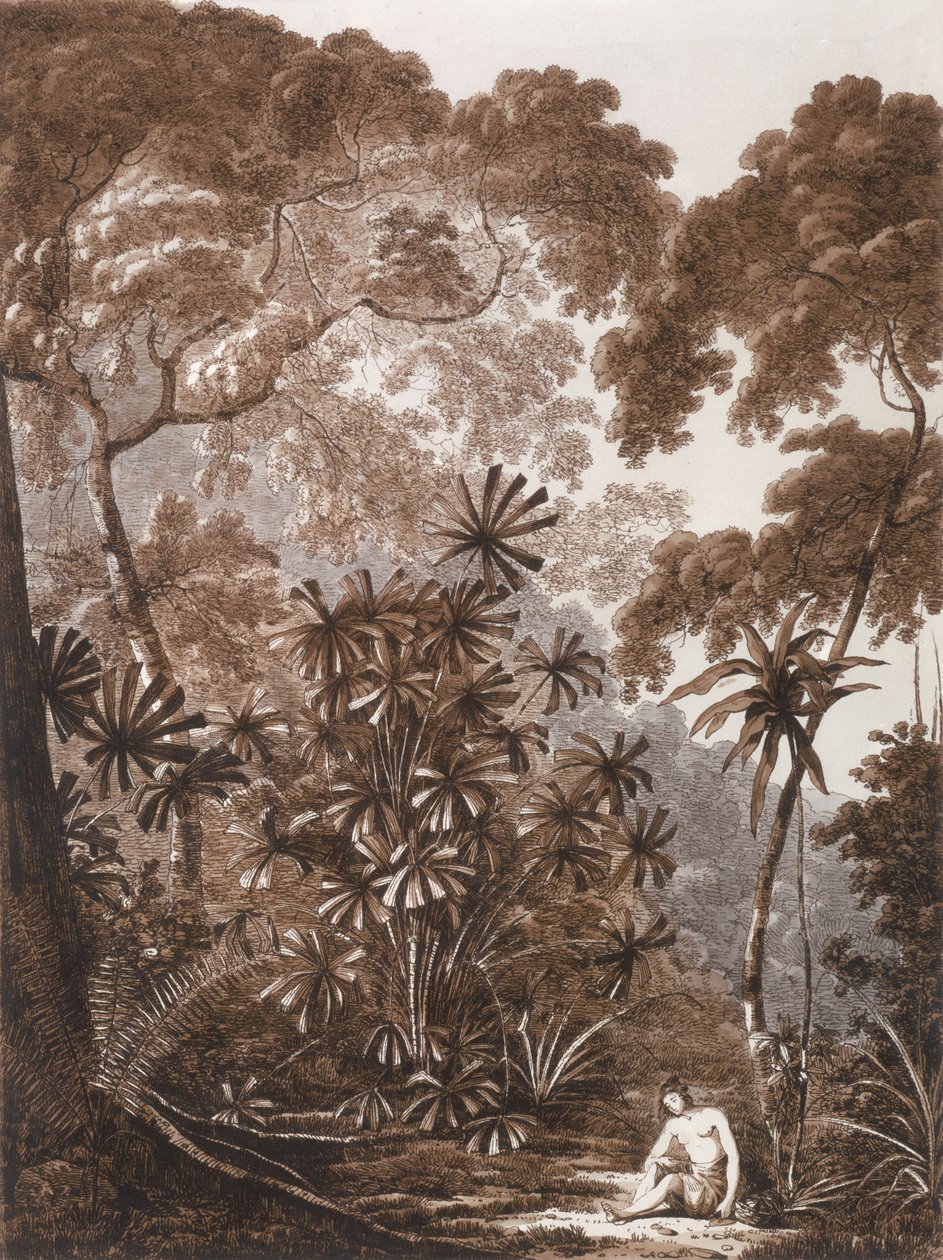 A legyezőpálma Cracatoa szigetén, a "Views in the South Seas" című kötetből, pub. 1788 alkotó: John Webber