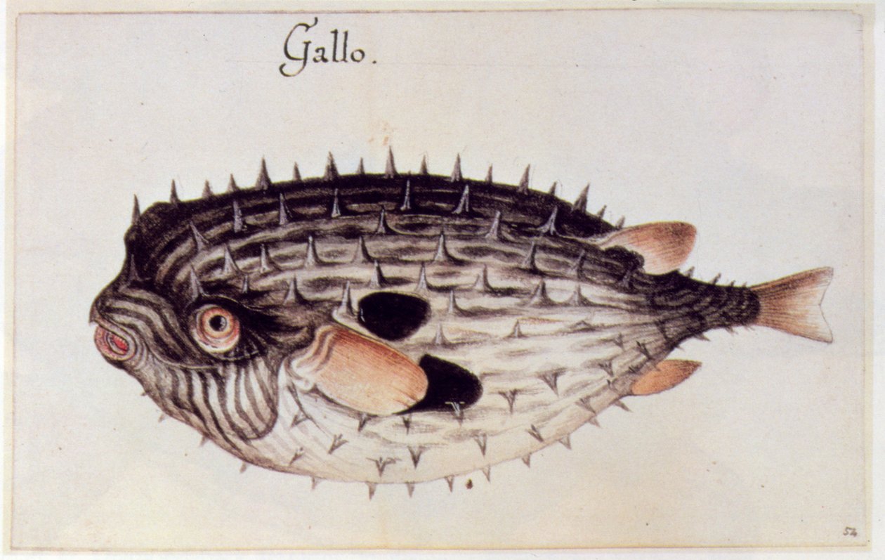 Egy Burrfish alkotó: John White