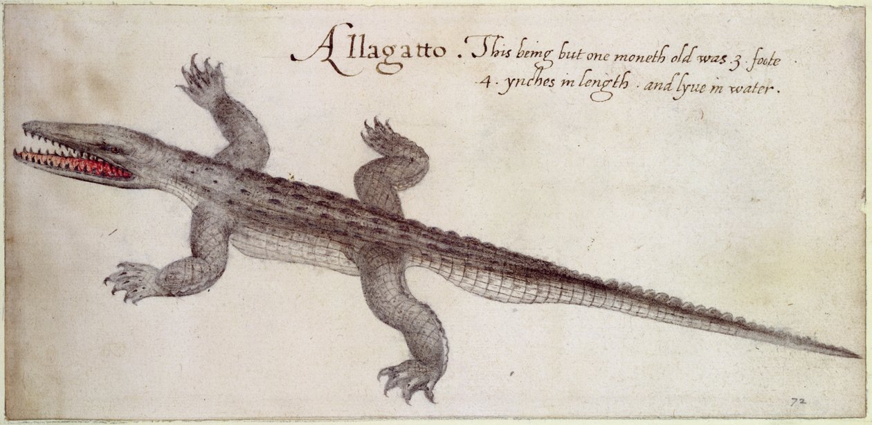 Aligátor (toll, tinta és WC papíron) alkotó: John White