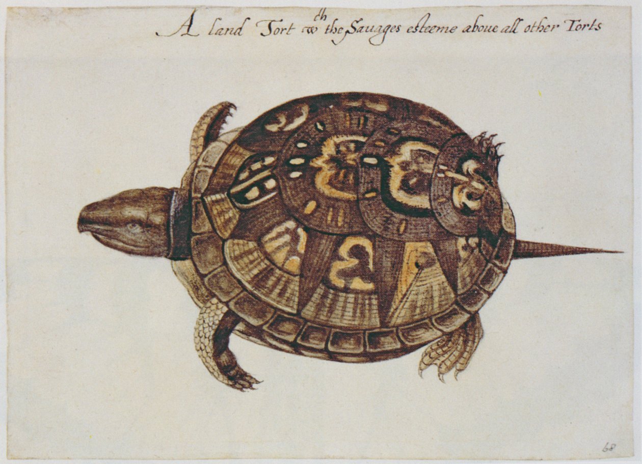 Közönséges teknősbéka (litográfia) alkotó: John White