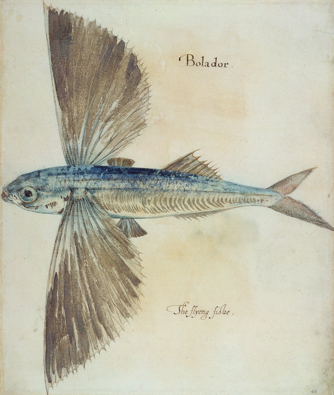 Repülő hal alkotó: John White