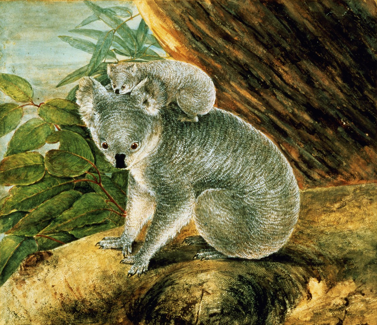 Koala és Young, 1803 alkotó: John William Lewin