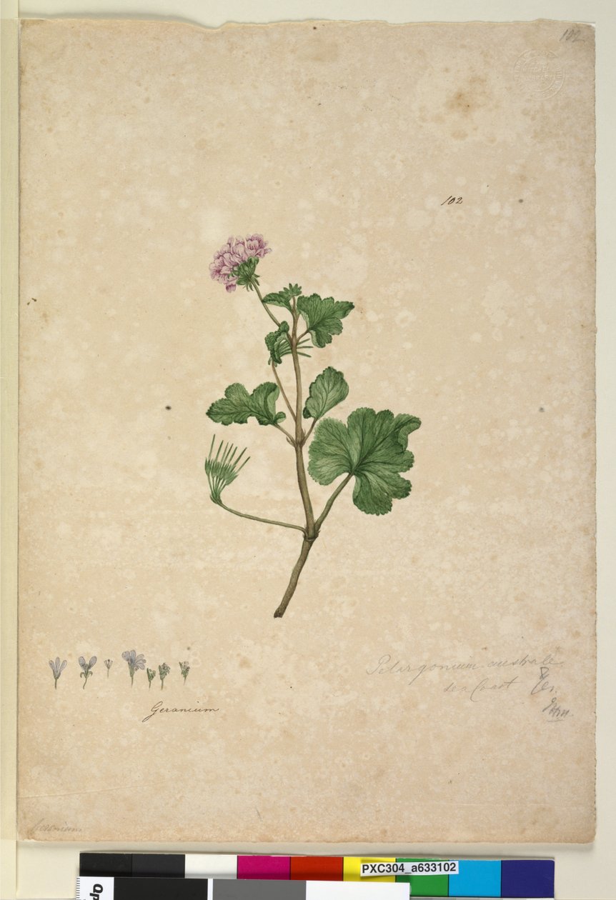 102. oldal. Pelargonium australe, c.1803-06 (wc, toll, tinta és ceruza) alkotó: John William Lewin