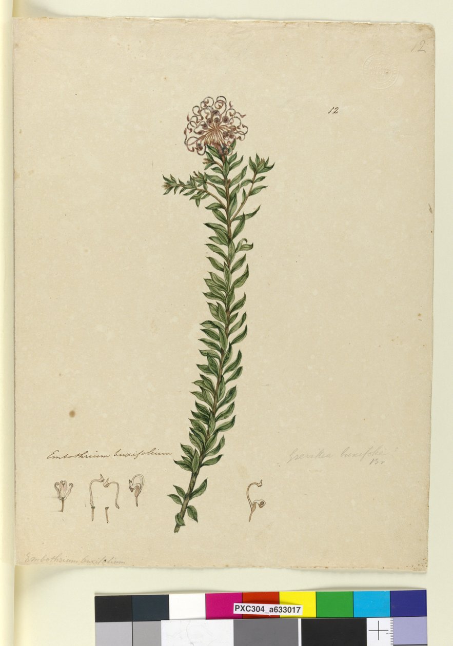 12. oldal Grevillea buxifolia, c.1803-06 (wc, toll, tinta és ceruza) alkotó: John William Lewin