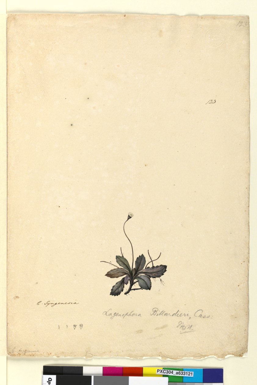 123. oldal Lagenophora billardieriLagenophora gracilis, c.1803-06 (wc, toll, tinta és ceruza) alkotó: John William Lewin