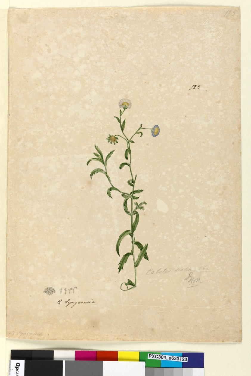 125. oldal Calotis dentex, c.1803-06 (wc, toll, tinta és ceruza) alkotó: John William Lewin
