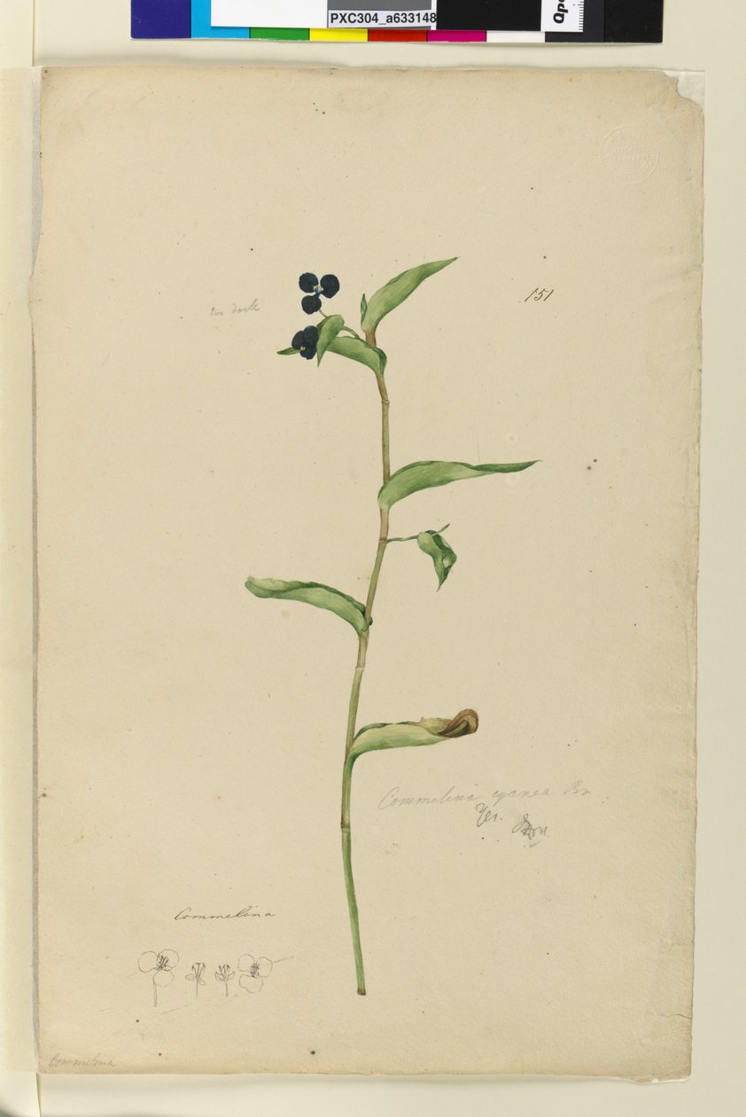 151. oldal Commelina cyanae, c.1803-06 (wc, toll, tinta és ceruza) alkotó: John William Lewin
