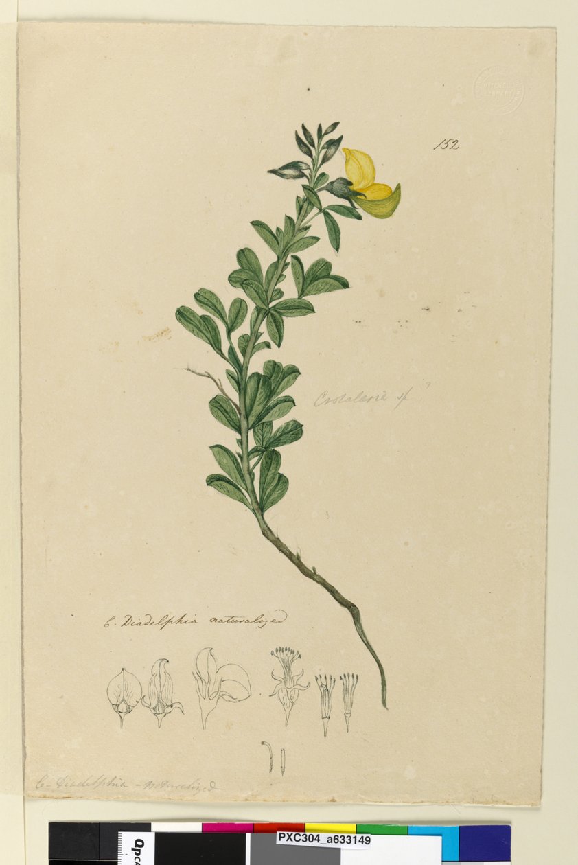 152. oldal C. Diadelphia honosított, 1803-06 körül (wc, toll, tinta és ceruza) alkotó: John William Lewin