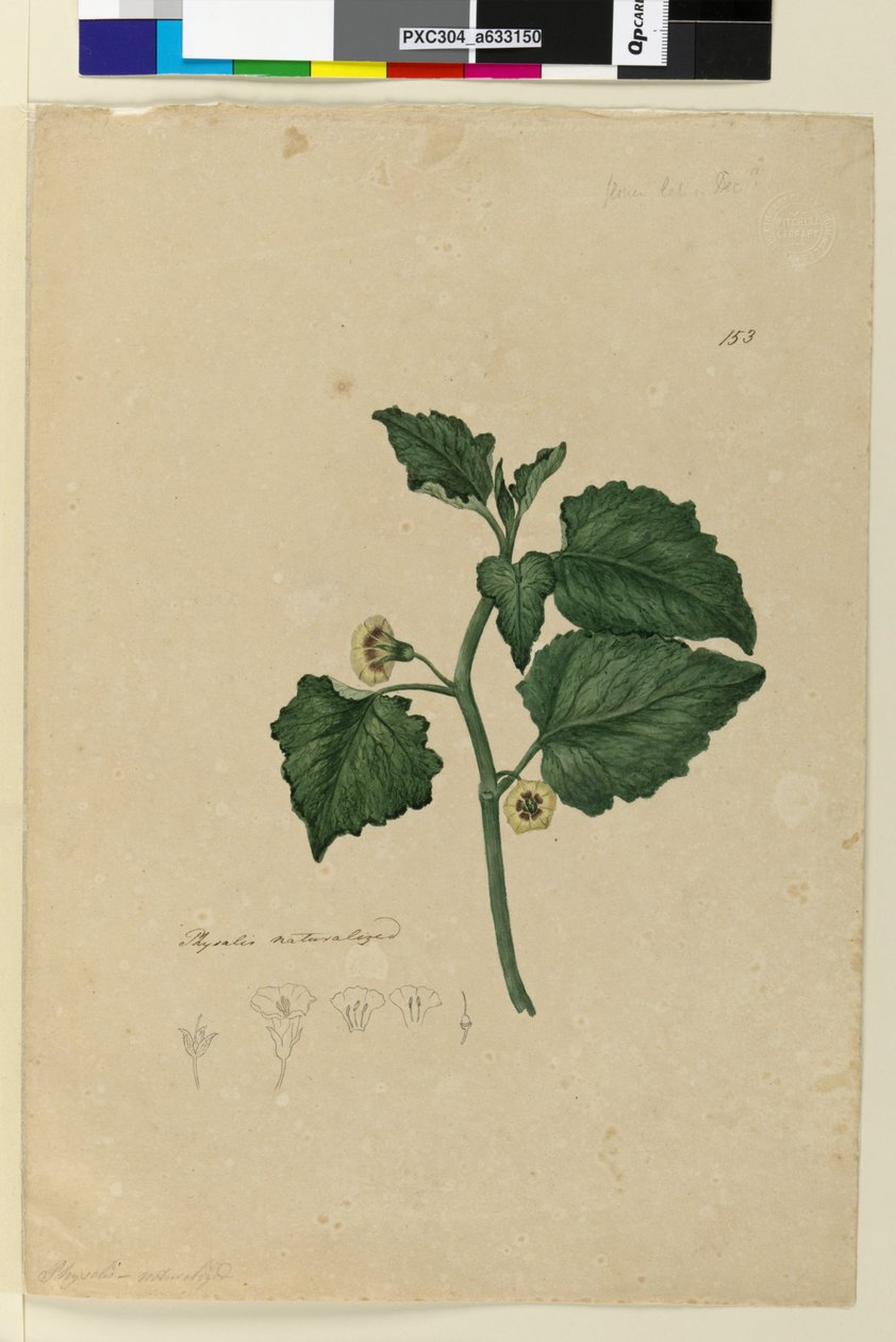 153. oldal Physalis honosított, 1803-2006 körül (wc, toll, tinta és ceruza) alkotó: John William Lewin
