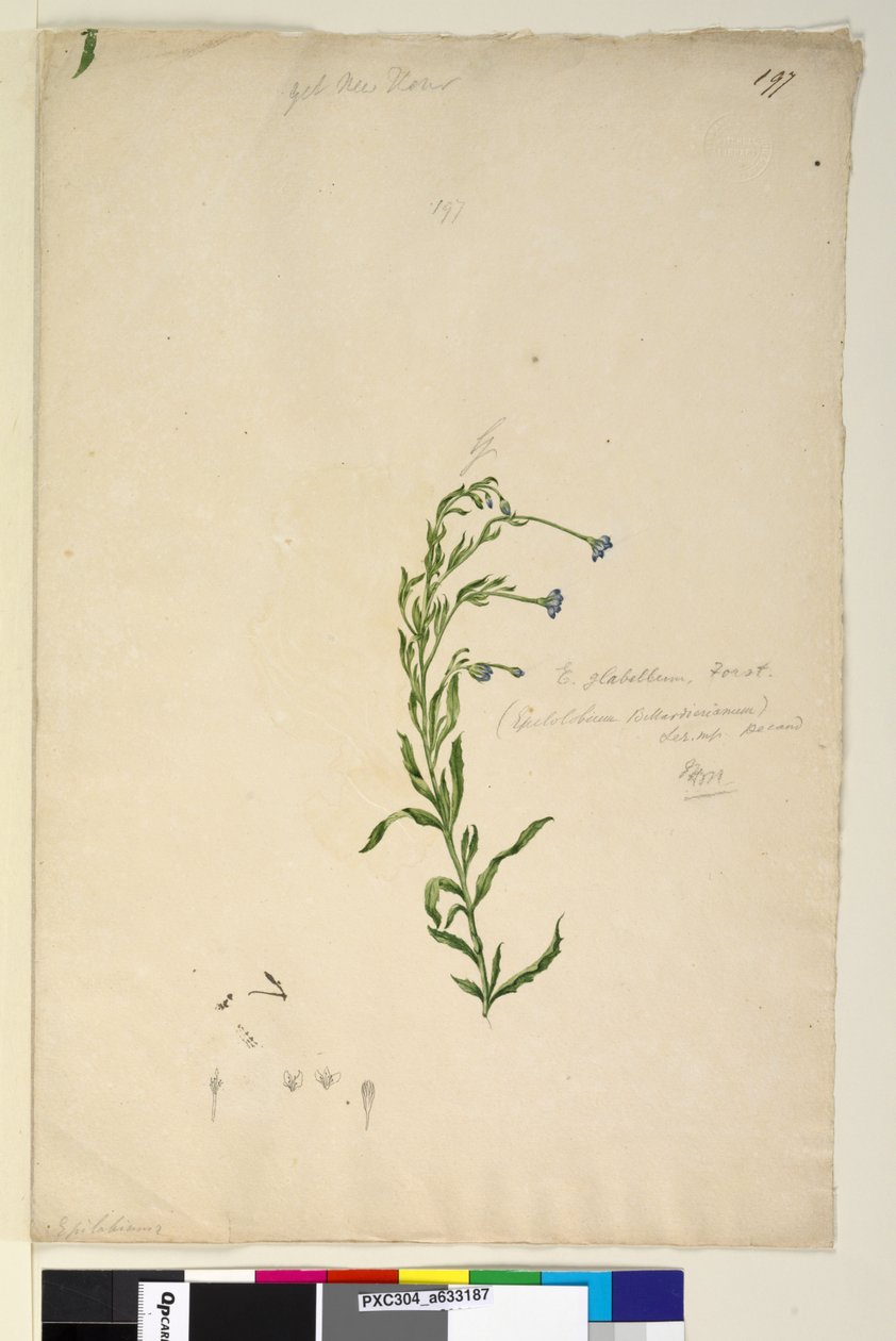 197. oldal Epilobium glabellum, c.1803-06 (wc, toll, tinta és ceruza) alkotó: John William Lewin