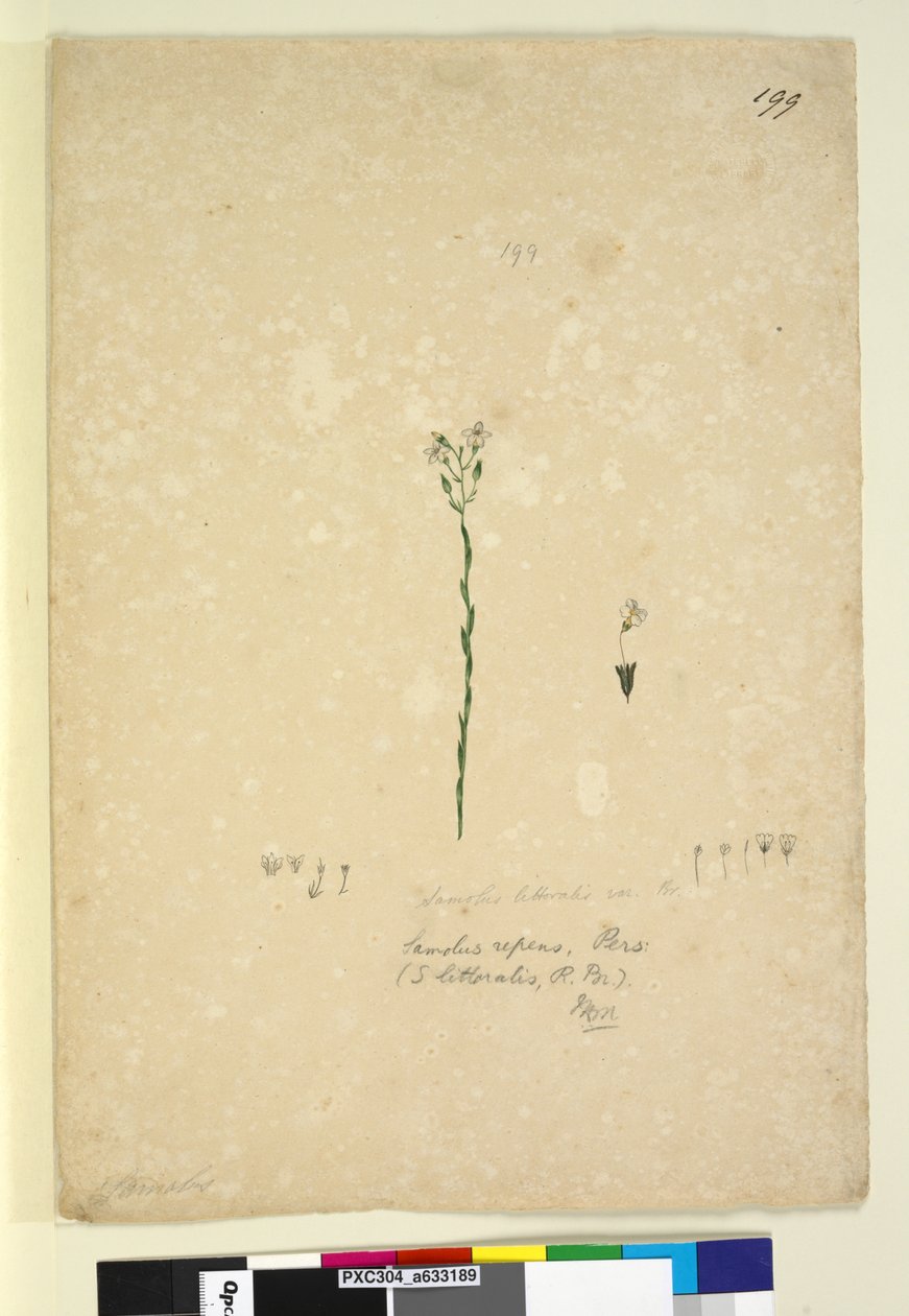 199. oldal Samolus repens, 1803-06 körül (wc, toll, tinta és ceruza) alkotó: John William Lewin