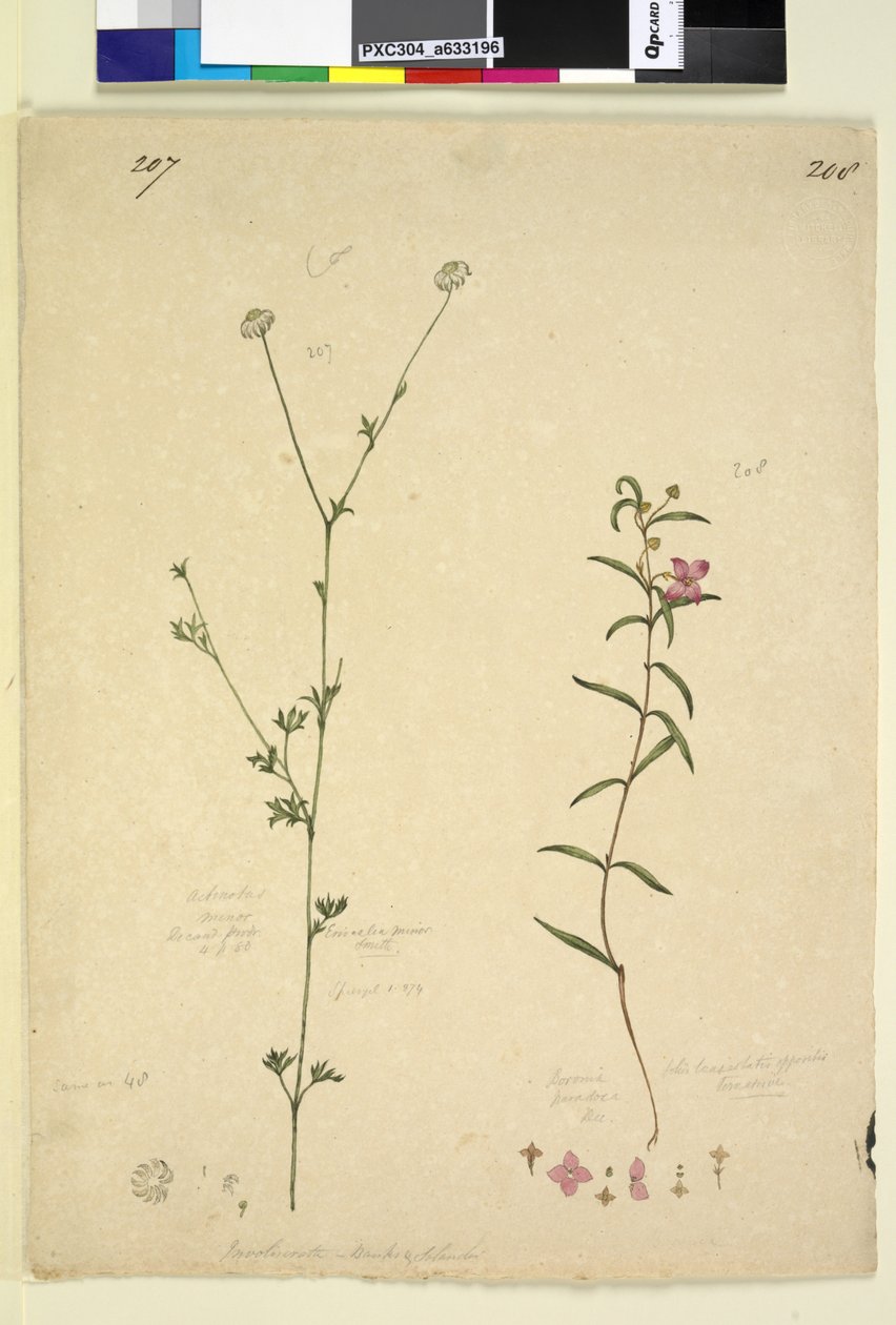 207. oldal Actinotus minor; 208. Boronia paradoxa, c.1803-06 (wc, toll, tinta és ceruza) alkotó: John William Lewin