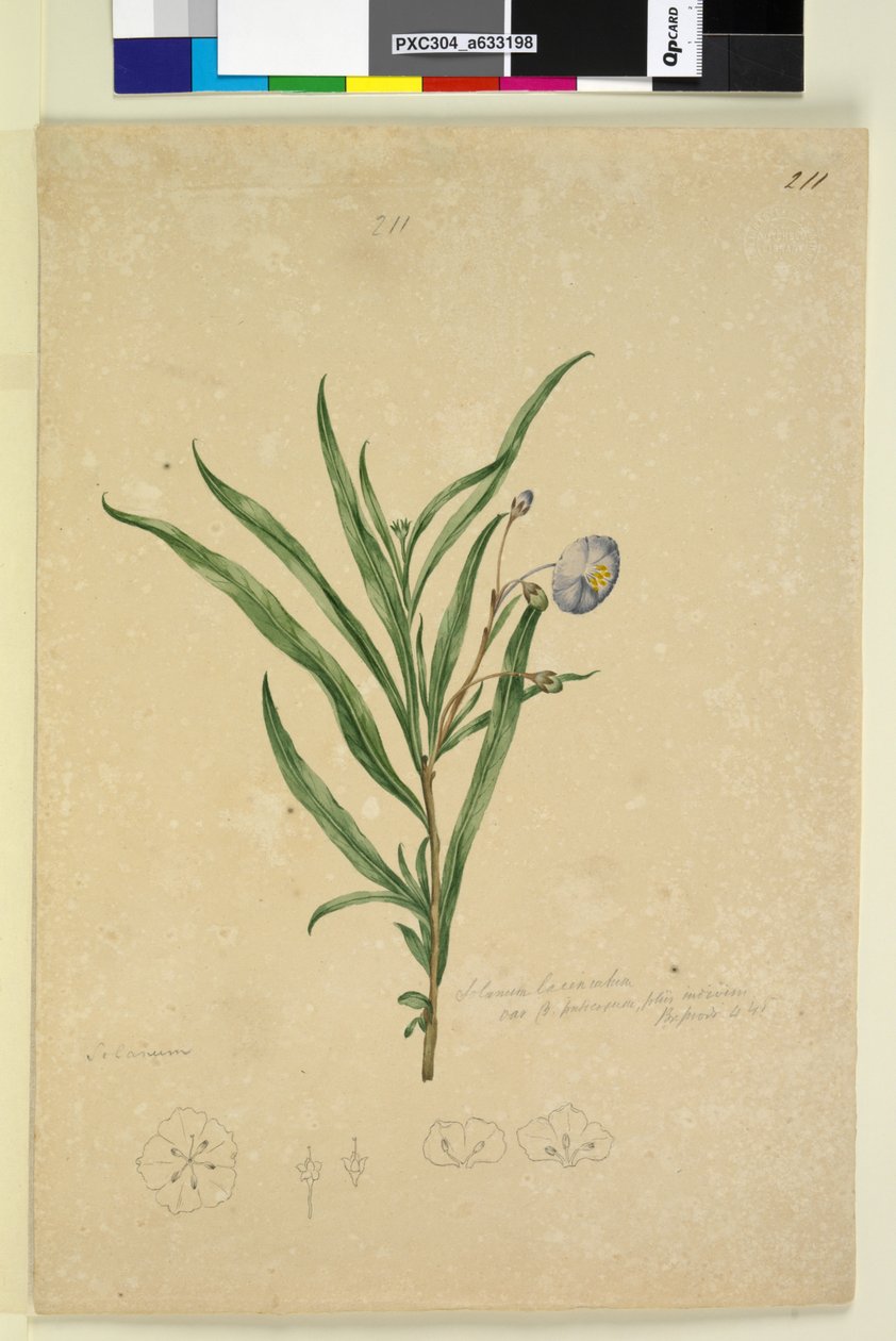 211. oldal Solanum laciniatum, c.1803-06 (wc, toll, tinta és ceruza) alkotó: John William Lewin
