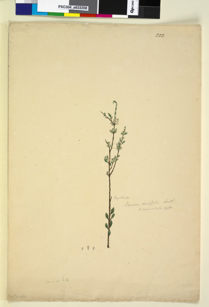 222. oldal Baeckea densifolia, 1803-06 körül (wc, toll, tinta és ceruza) alkotó: John William Lewin