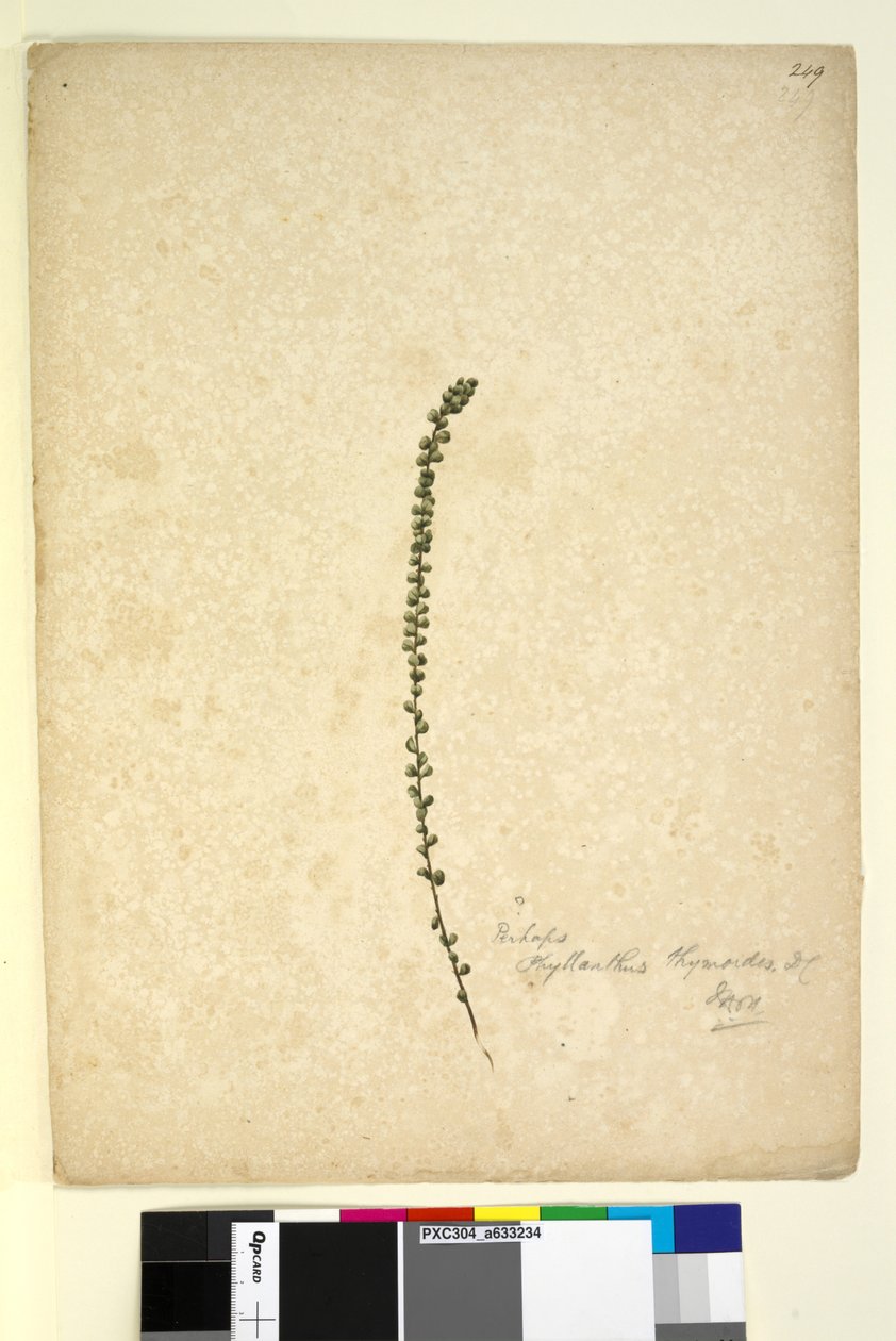 249. oldal. Talán Phyllanthus thymoides, 1803-2006 körül (wc, toll, tinta és ceruza) alkotó: John William Lewin
