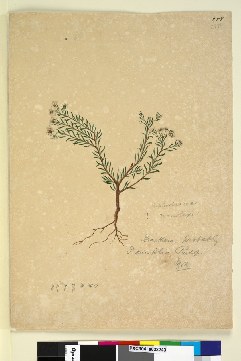 258. oldal Poranthera ericifolia, c.1803-06 (wc, toll, tinta és ceruza) alkotó: John William Lewin