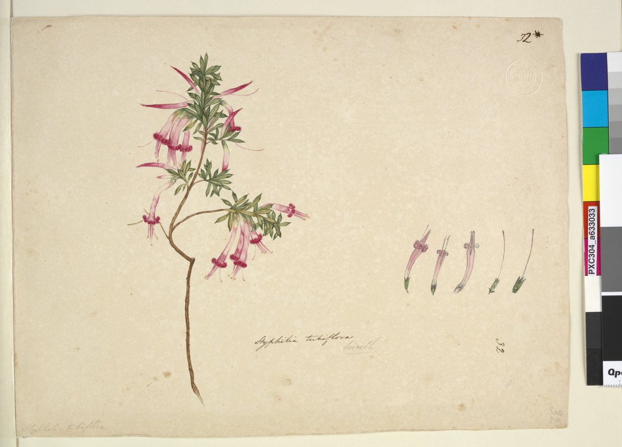 32. oldal. Styphelia tubiflora, 1803-06 körül (wc, toll, tus és ceruza) alkotó: John William Lewin