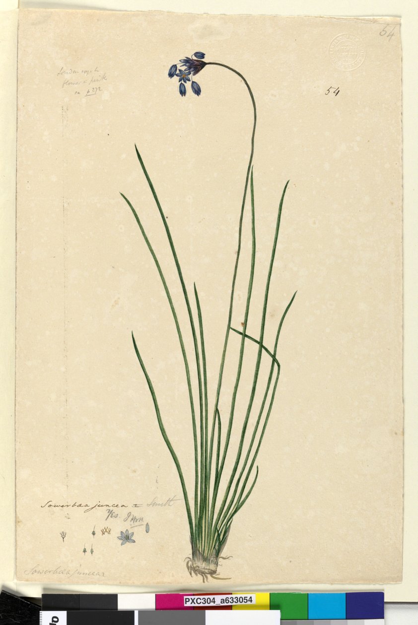 54. oldal. Sowerbaea juncea, c.1803-06 (wc, toll, tinta és ceruza) alkotó: John William Lewin