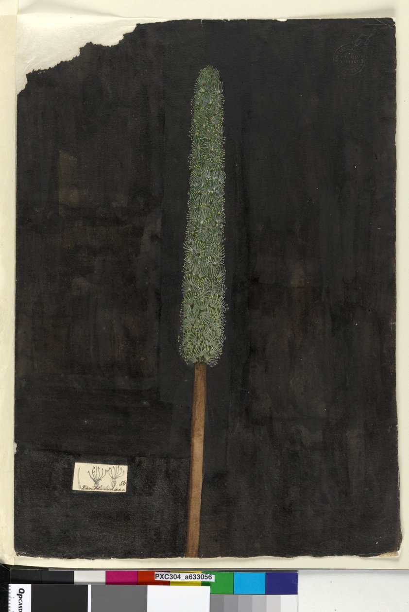 56. oldal. Xanthorrhoea, 1803-2006 körül (wc, toll, tinta és ceruza) alkotó: John William Lewin