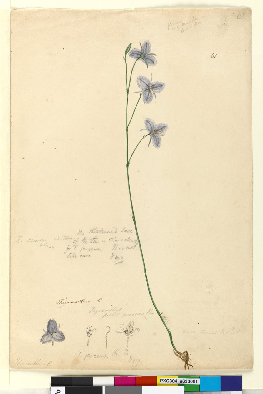 61. oldal. Thysanotus, c.1803-06 (wc, toll, tinta és ceruza) alkotó: John William Lewin