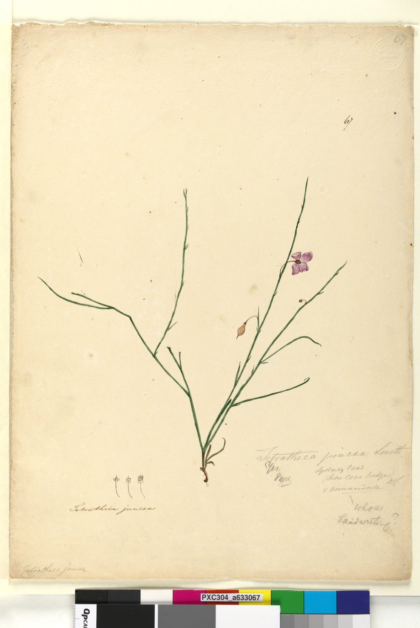 67. oldal Tetratheca juncea, c.1803-06 (wc, toll, tinta és ceruza) alkotó: John William Lewin