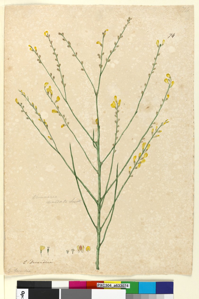 74. oldal Viminaria denudata, c.1803-06 (wc, toll, tinta és ceruza) alkotó: John William Lewin