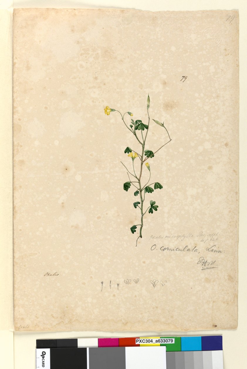 79. oldal Oxalis corniculata, c.1803-06 (wc, toll, tinta és ceruza) alkotó: John William Lewin