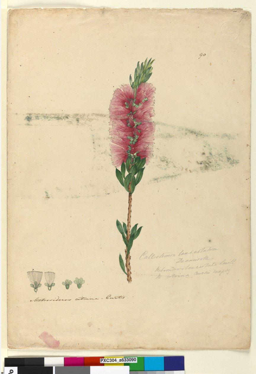 90. oldal Callistemon lanceolatusCallistemon citrinus, c.1803-06 (wc, toll, tinta és ceruza) alkotó: John William Lewin