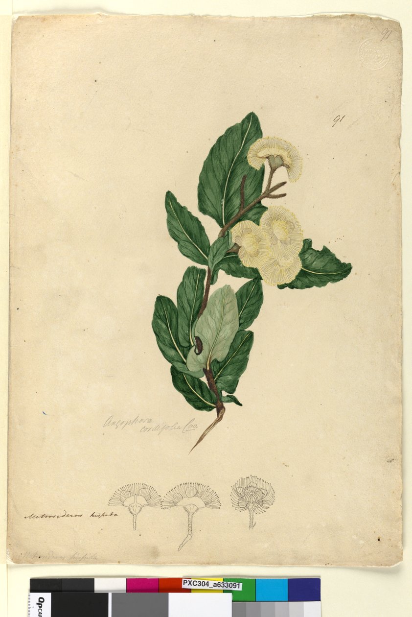 91. oldal Angophora cordifolia, 1803-06 körül (wc, toll, tinta és ceruza) alkotó: John William Lewin