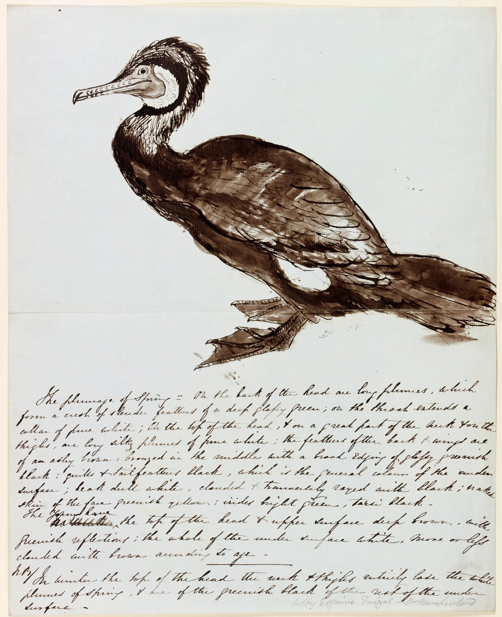 Kormorán (tinta, papír) alkotó: John Wilson Carmichael
