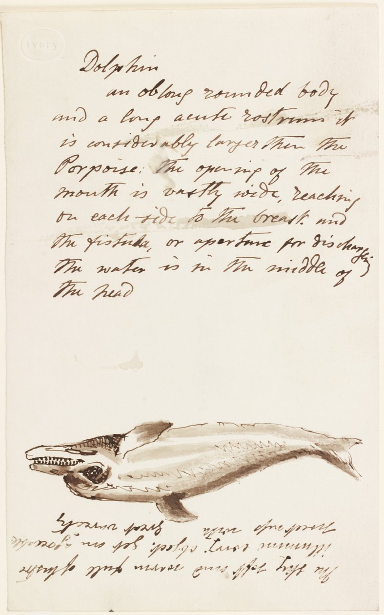 Delfin (tinta, toll és tinta papíron) alkotó: John Wilson Carmichael