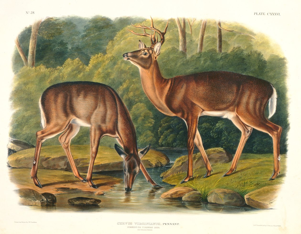 Cervus Virginianus (közönséges vagy virginiai szarvas), 136. tábla a "Quadrupeds of North America" című műből, metszette John T. Bowen (1801-1856), 1848. alkotó: John Woodhouse Audubon