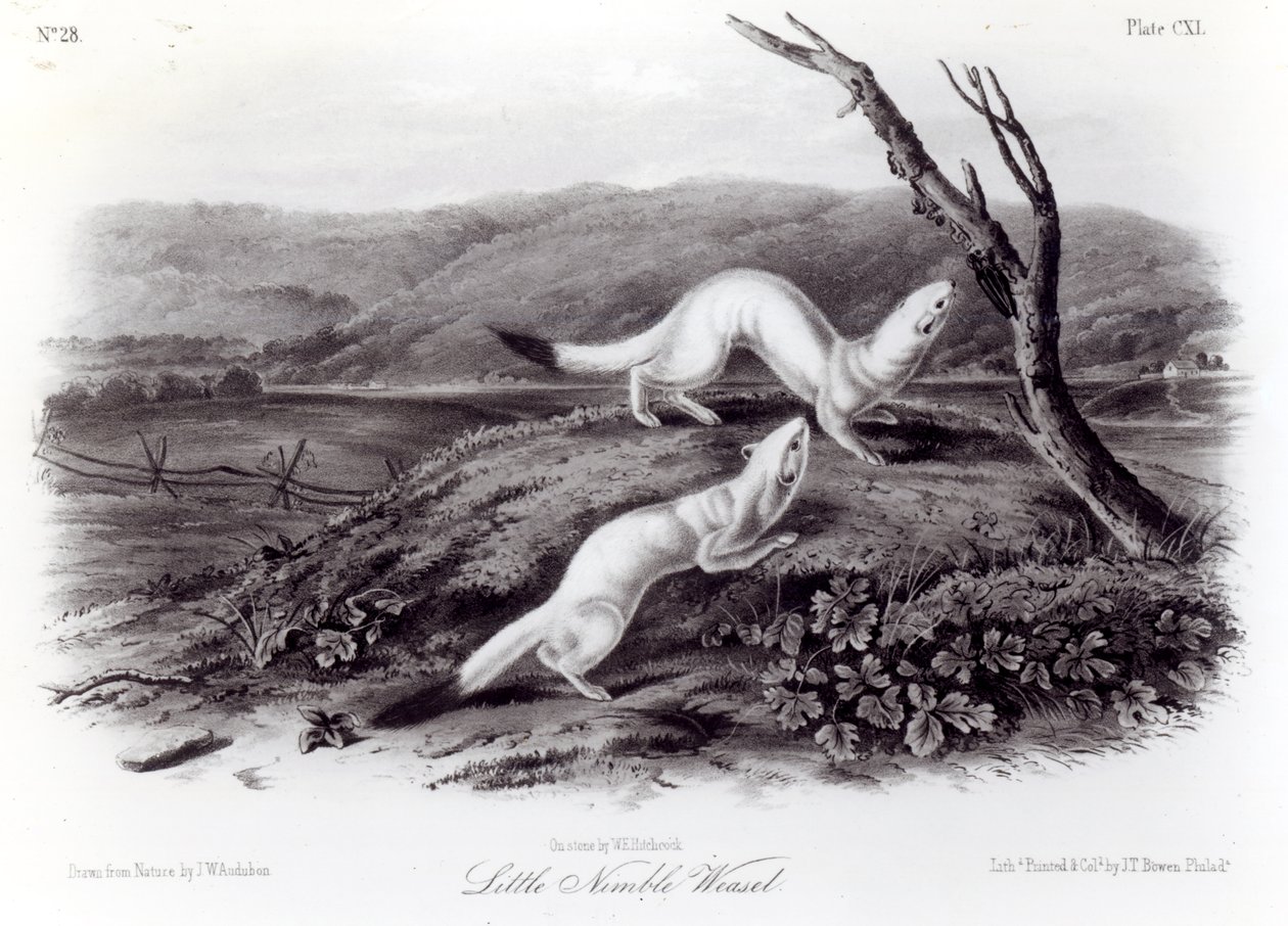 Kis Fürge Menyét alkotó: John Woodhouse Audubon