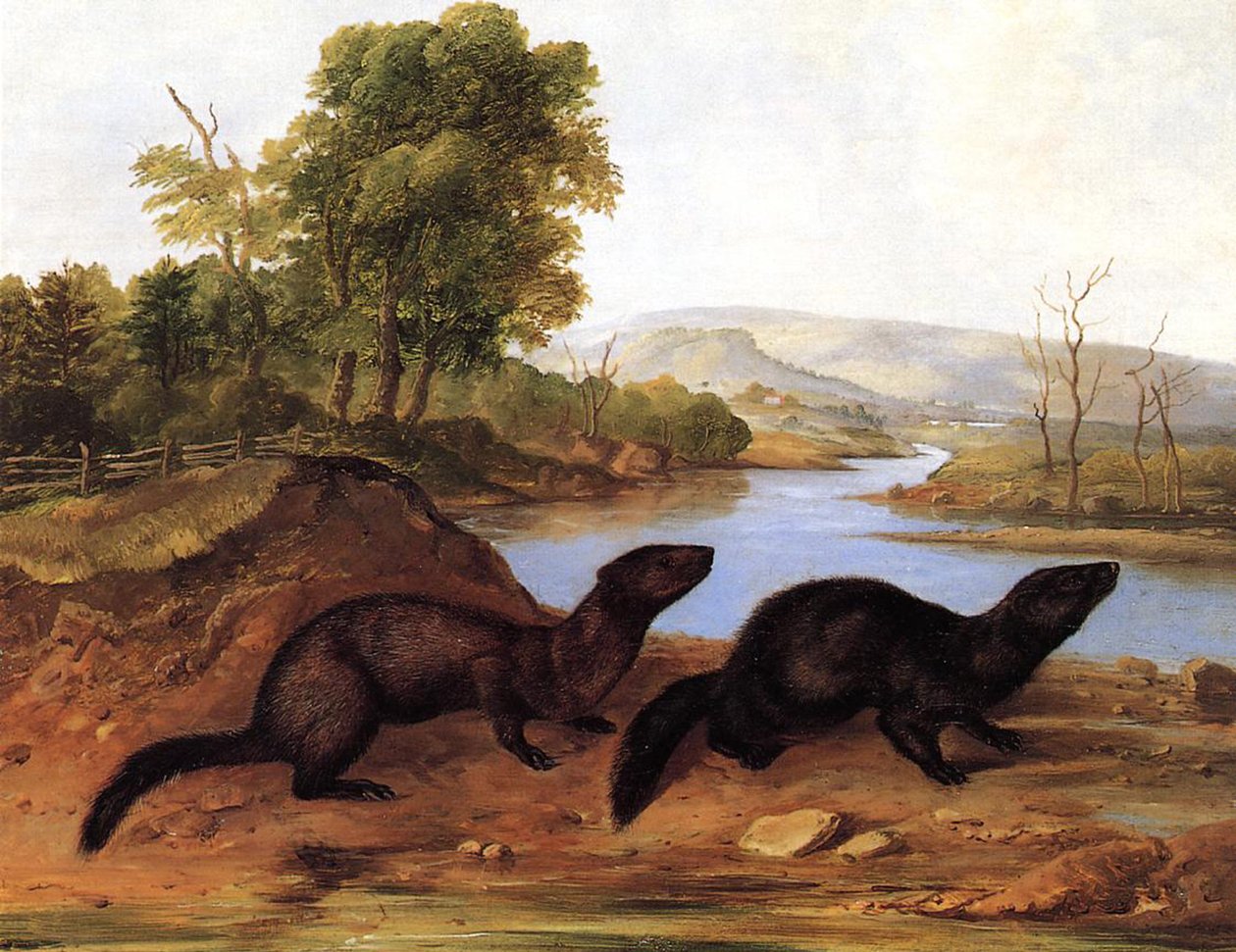 Minks, 1848 körül alkotó: John Woodhouse Audubon