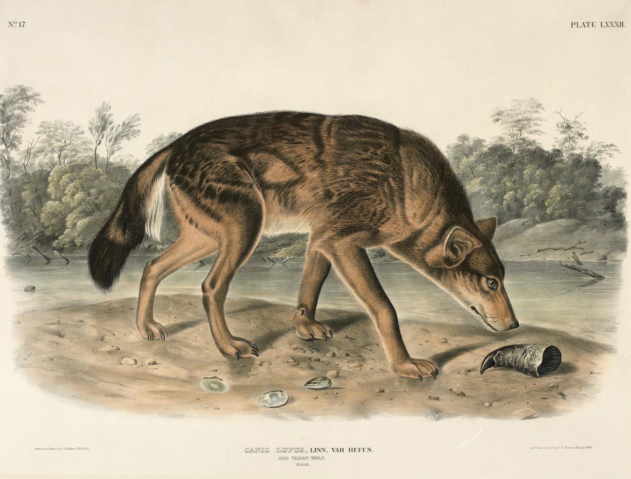 Vörös texasi farkas (Canis Lupus) alkotó: John Woodhouse Audubon