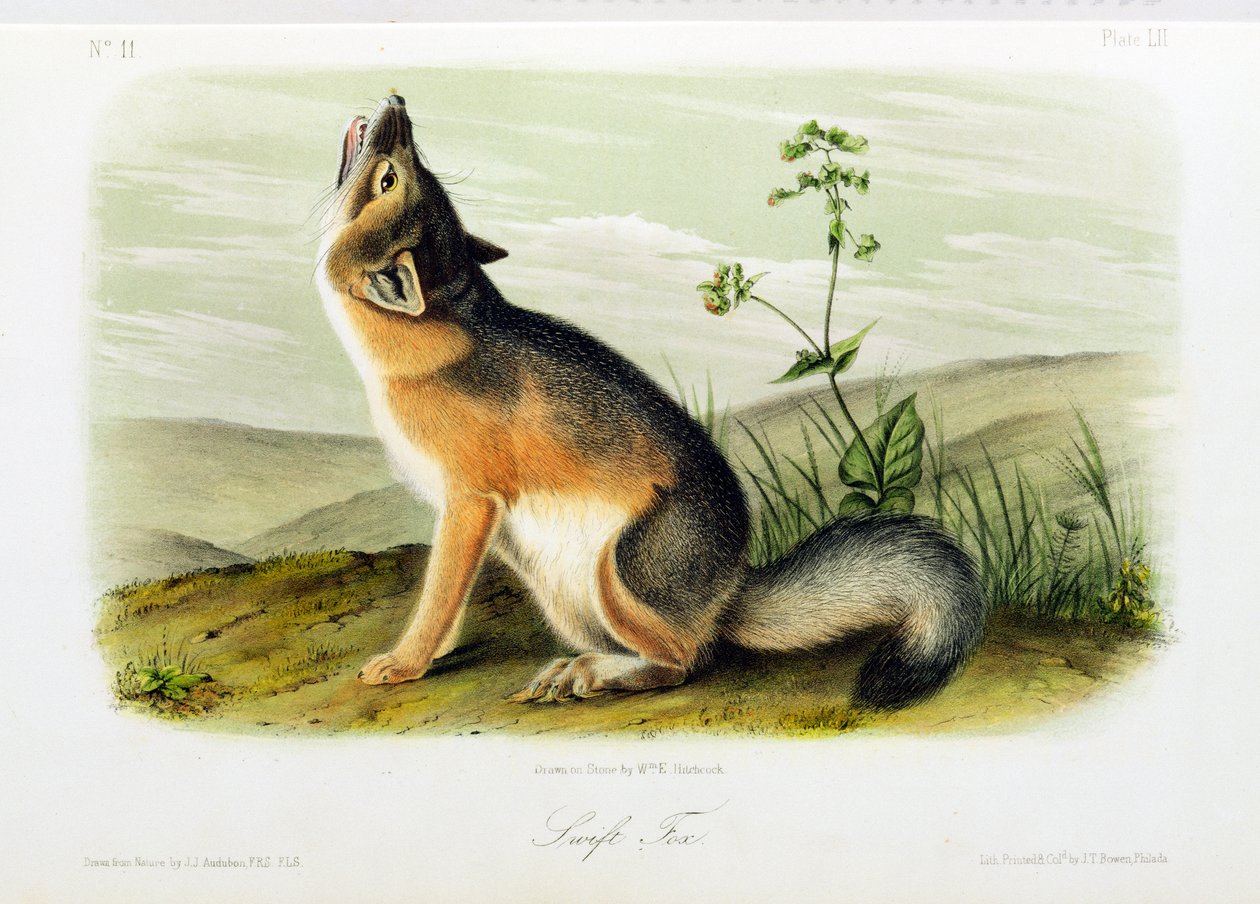 Swift Fox, 52-es tábla a „Quadrupeds of North America”-ból, metszett W.E. Hitchcock alkotó: John Woodhouse Audubon