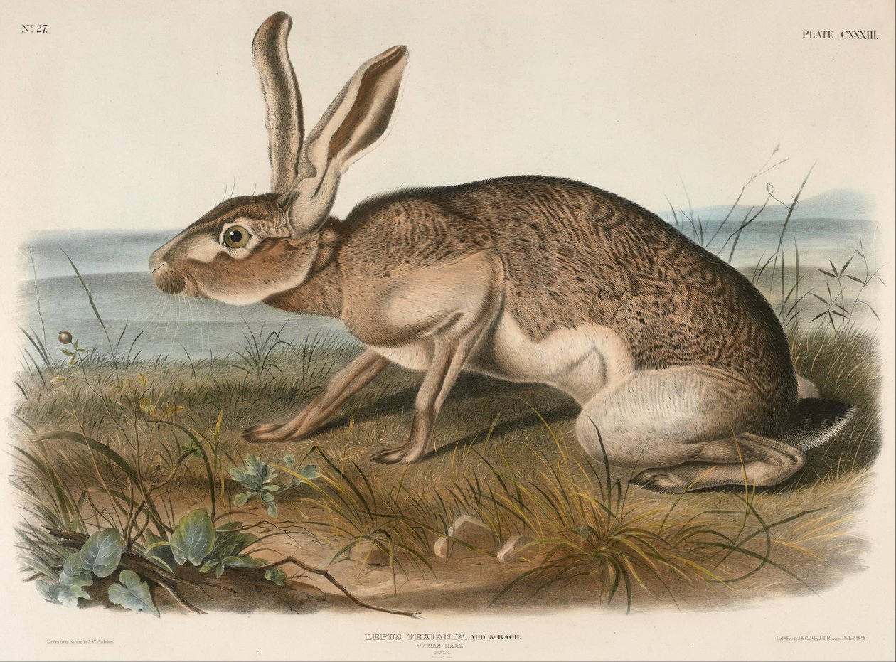 Texasi nyúl (Lepus Texianus) alkotó: John Woodhouse Audubon