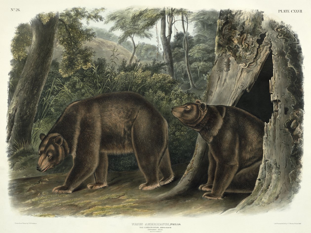 Ursus Americanus, var. Cinnamonum (Fahéjmedve), 127. tábla a "Quadrupeds of North America" című, John T. Bowen (1801-1856) által 1847-ben készített metszetből. alkotó: John Woodhouse Audubon