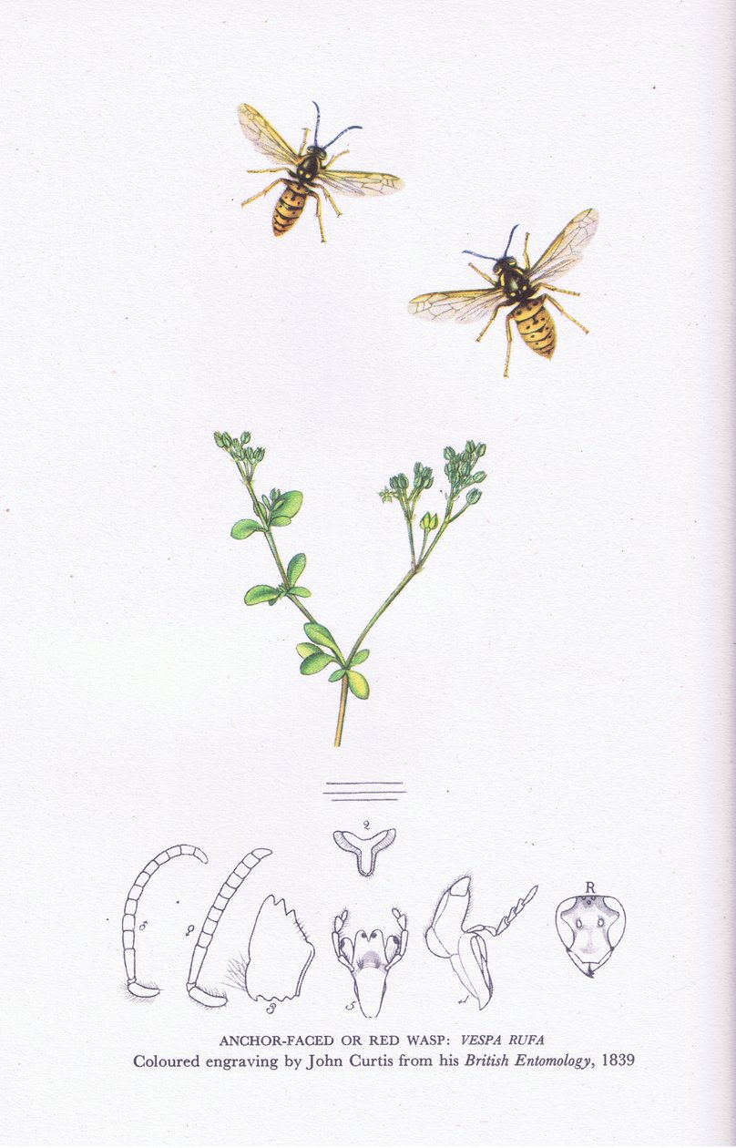 Anchor Faced vagy Red Wasp, Nature in Britain, Collins alkotó: John (after) Curtis