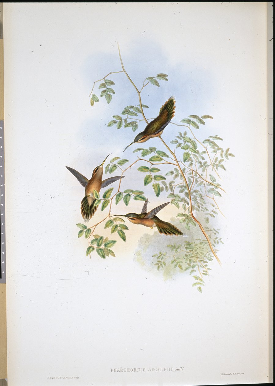 Adolf remete (Phaethornis Adolphi) (kézzel színezett litó) alkotó: John (after) Gould