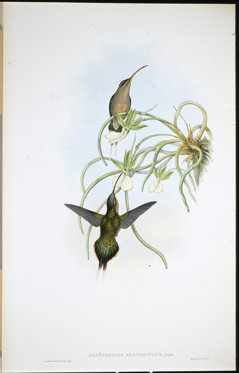 Szövetséges remete (Phaethornis Fraterculus) (kézzel színezett litó) alkotó: John (after) Gould