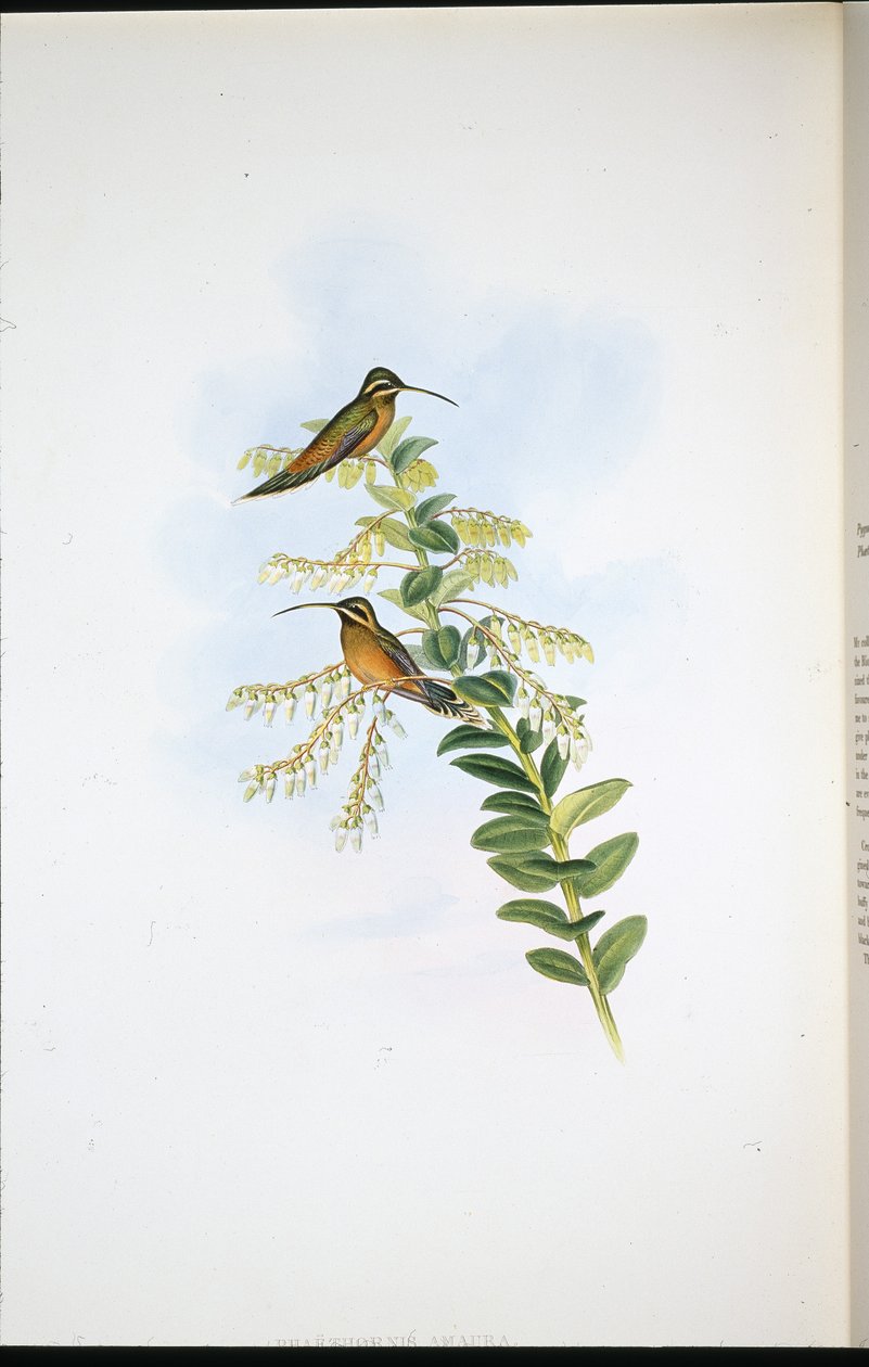 Amaura remete (Phaethornis Amaura) (kézzel színezett litó) alkotó: John (after) Gould