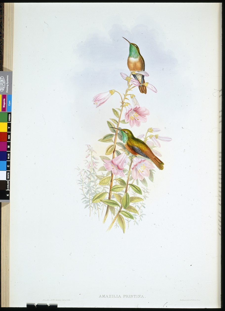 Amazili (Amazilia Pristina) (kézzel színezett tagok) alkotó: John (after) Gould