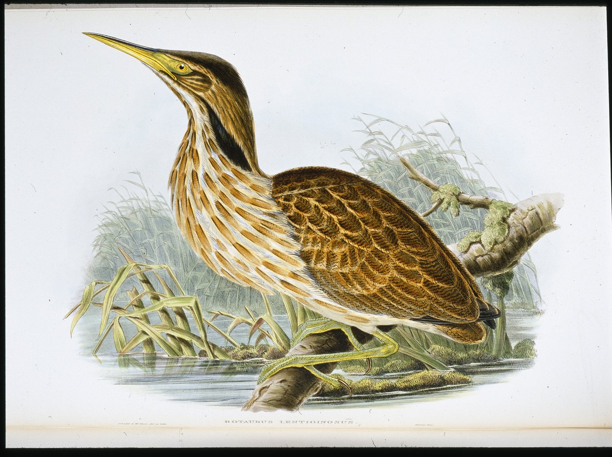 Amerikai keserű (Botaurus Lentiginosus) (kézzel színezett litho) alkotó: John (after) Gould